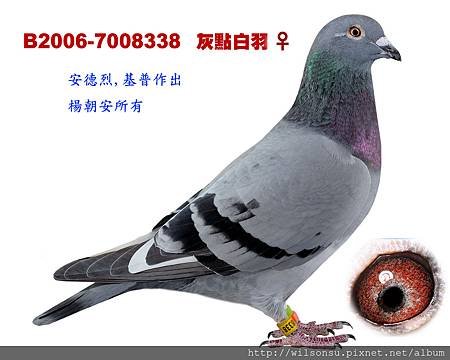 B2006-7008338 灰點白羽母拷貝