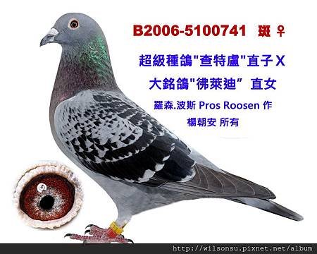 B2006-5100741 斑母拷貝