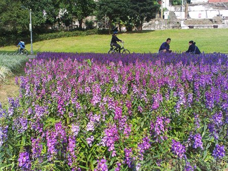 古亭河濱公園08永福橋往福和河濱公園-一旁小花海