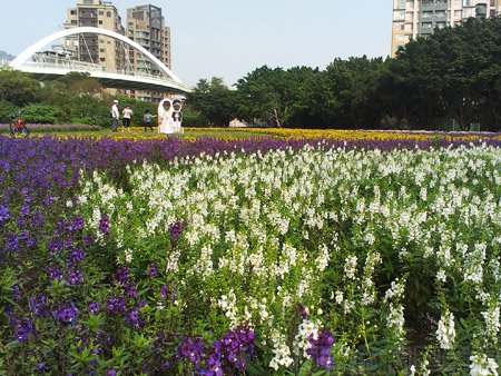 古亭河濱公園18古亭河濱公園花海