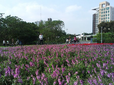 古亭河濱公園20古亭河濱公園花海