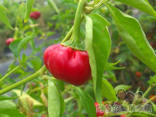 南瓜王國(旺山休閒農場)37中庭-南瓜辣椒