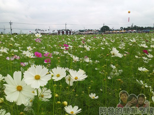 2014新社花海06-波斯菊花海(10號區)