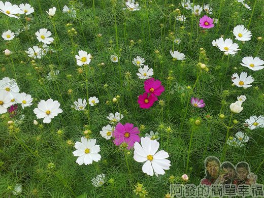 2014新社花海07-波斯菊花海(10號區)