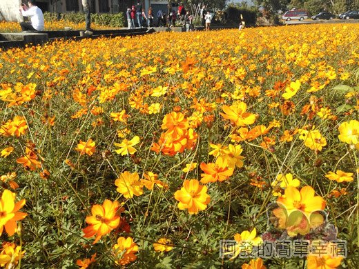 2015花海氣球嘉年華10