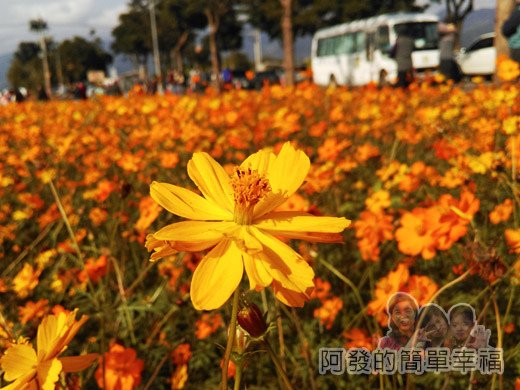 2015花海氣球嘉年華13