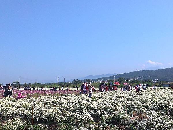 苗栗銅鑼杭菊季21-杭菊花海一景
