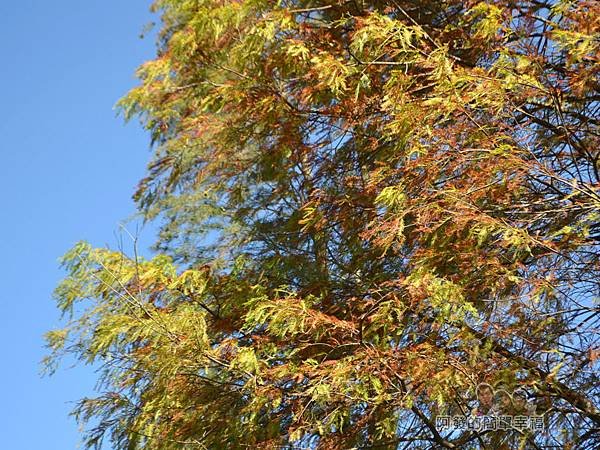 落羽松大道03-綠轉黃紅的落羽松