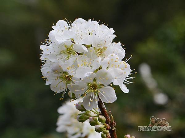 洗水坑李花祕境13-盛開的李花感覺很像梅花