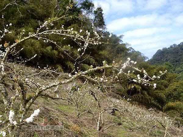 洗水坑李花祕境16-李花青山與藍天白雲