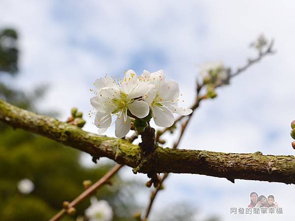 洗水坑李花祕境18-李花特寫