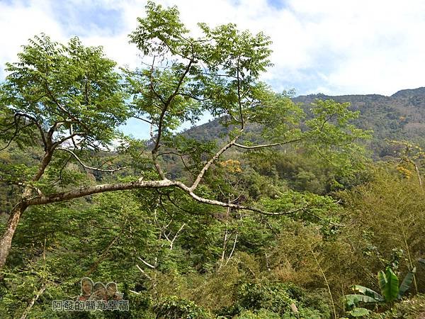 洗水坑李花祕境20-翠綠的山境