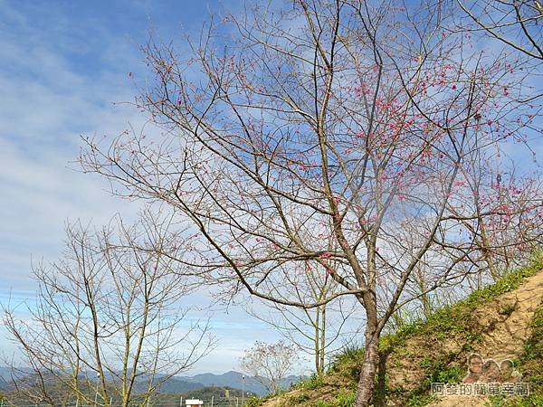 洗水坑李花祕境39-八重櫻開了