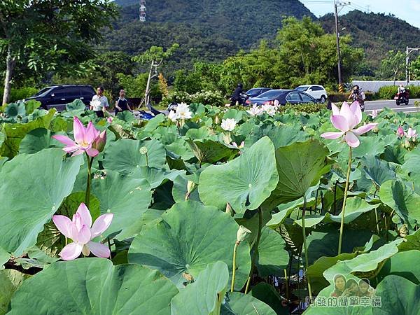 2017雙溪荷所在08-花開得十分大朵