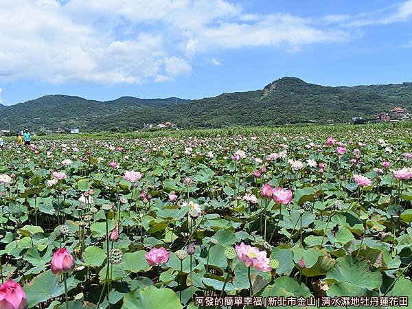 清水濕地牡丹蓮花田05-牡丹蓮開的頗為密集.JPG