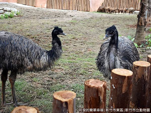 新竹市立動物園17-鴯鶓.JPG