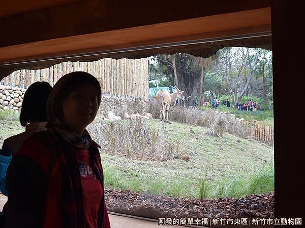 新竹市立動物園19-伊蘭羚羊.JPG