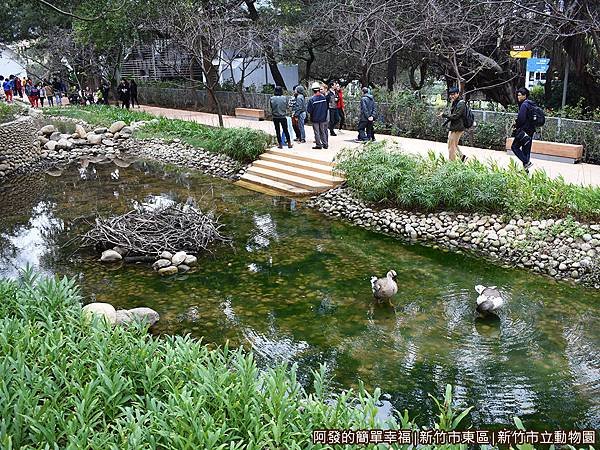 新竹市立動物園22-池畔.JPG