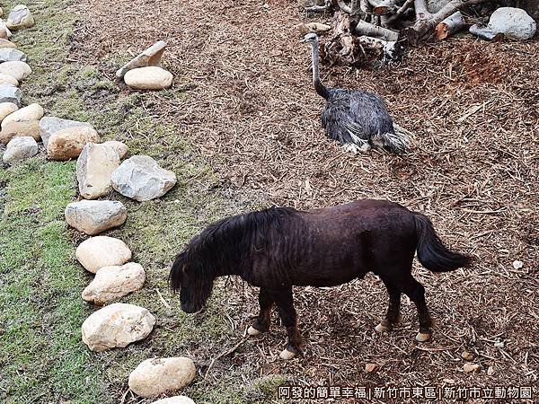 新竹市立動物園16-矮種馬區.JPG