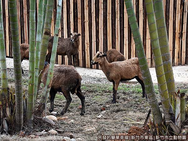 新竹市立動物園18-黇鹿區.JPG