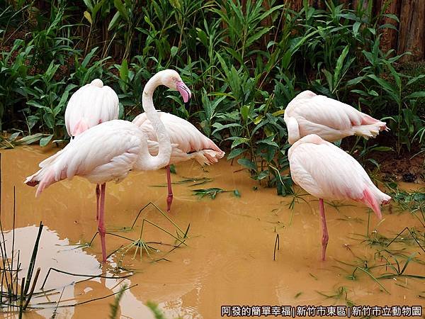 新竹市立動物園20-大紅鶴區.JPG