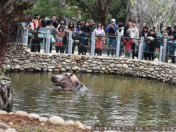 新竹市立動物園23-河馬.JPG