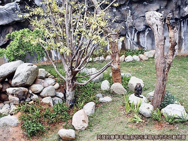 新竹市立動物園31-猴區.JPG