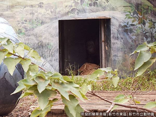 新竹市立動物園34-紅毛猩猩.JPG