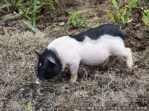 新竹市立動物園39-可愛動物區.JPG