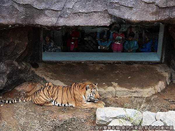 新竹市立動物園36-孟加拉虎特寫.JPG