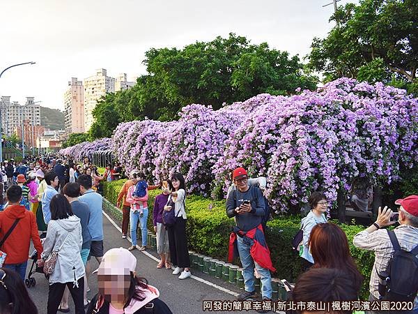 2020楓樹河濱公園03-花況與人潮都大爆發.JPG