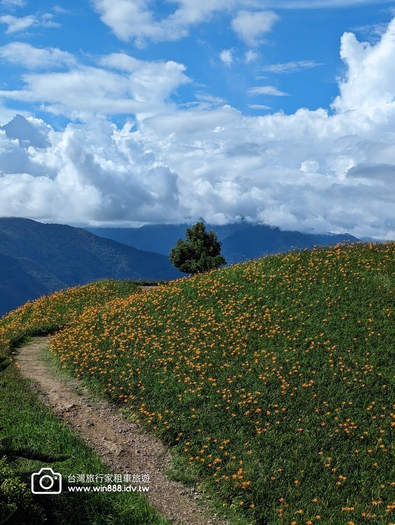 2023 0923 台東旅行，伯朗大道，天堂路，滿山滿谷金針