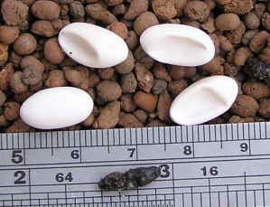 egg01.jpg