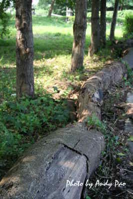 tigerMT01.jpg