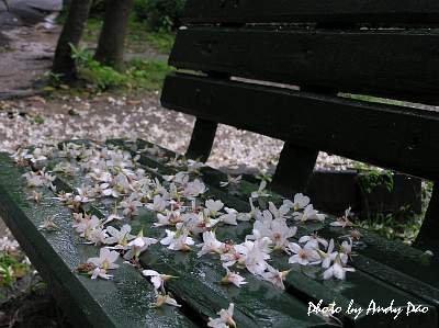 YTFL01.JPG