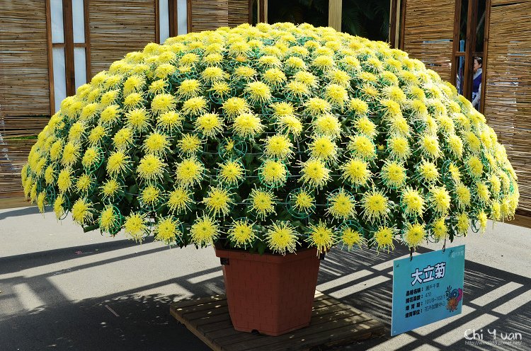 2013士林官邸菊展06.jpg