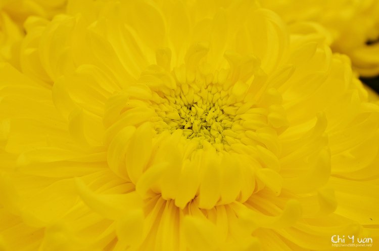 2013士林官邸菊展16.jpg