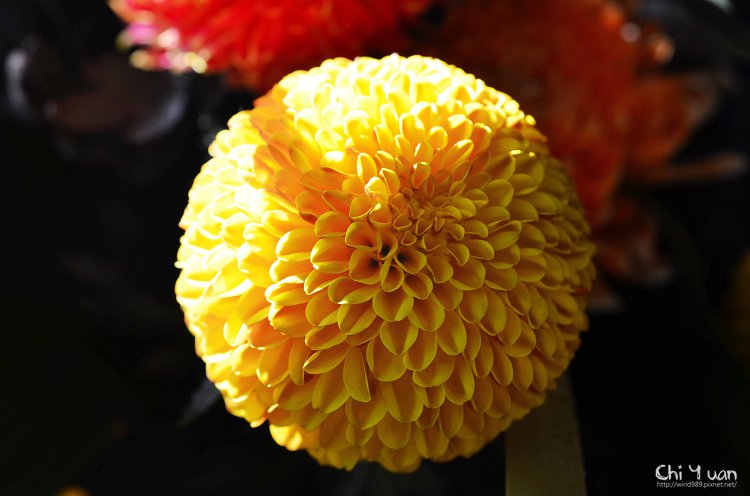 2013士林官邸菊展18.jpg