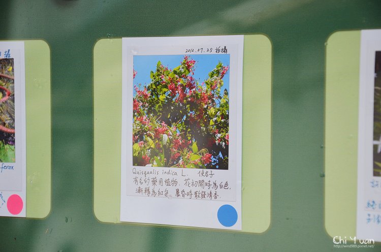 植物園使君子06.jpg