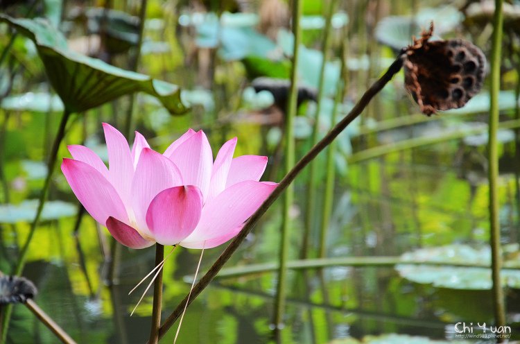 植物園夏荷01.jpg