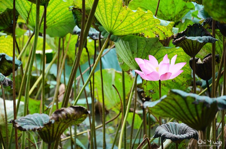 植物園夏荷02.jpg