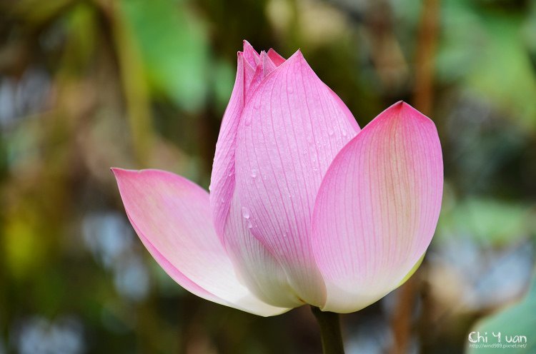 植物園夏荷03.jpg