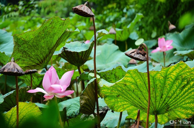 植物園夏荷08.jpg