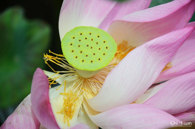 植物園夏荷07.jpg