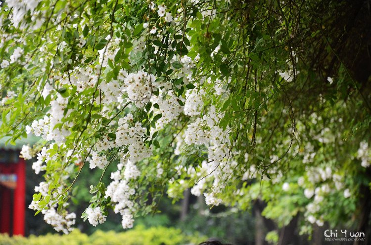 植物園野薔薇01.jpg