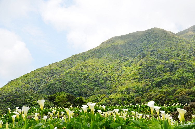 2012竹子湖海芋季01.jpg