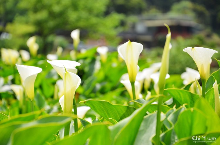 2012竹子湖海芋季07.jpg