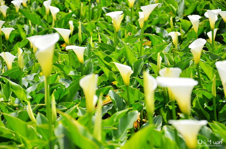 2012竹子湖海芋季08.jpg
