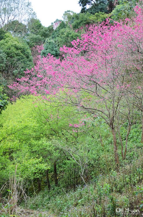 桃源仙谷-櫻花林11.jpg