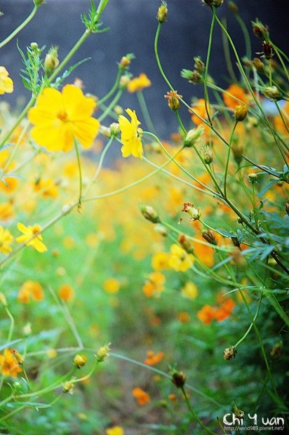 大稻埕花海08.jpg